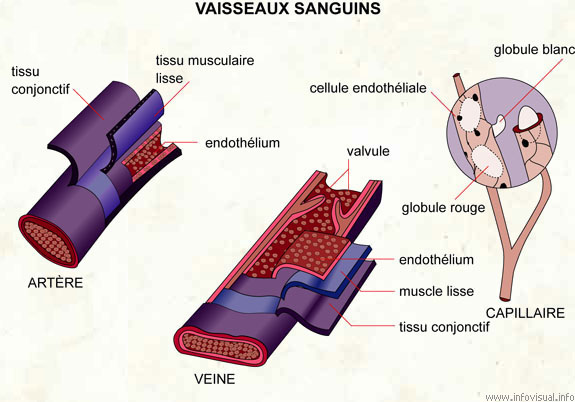 Vaisseaux sanguins (Dictionnaire Visuel)